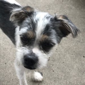 Meet your Posher, Lilia